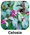 Celosia